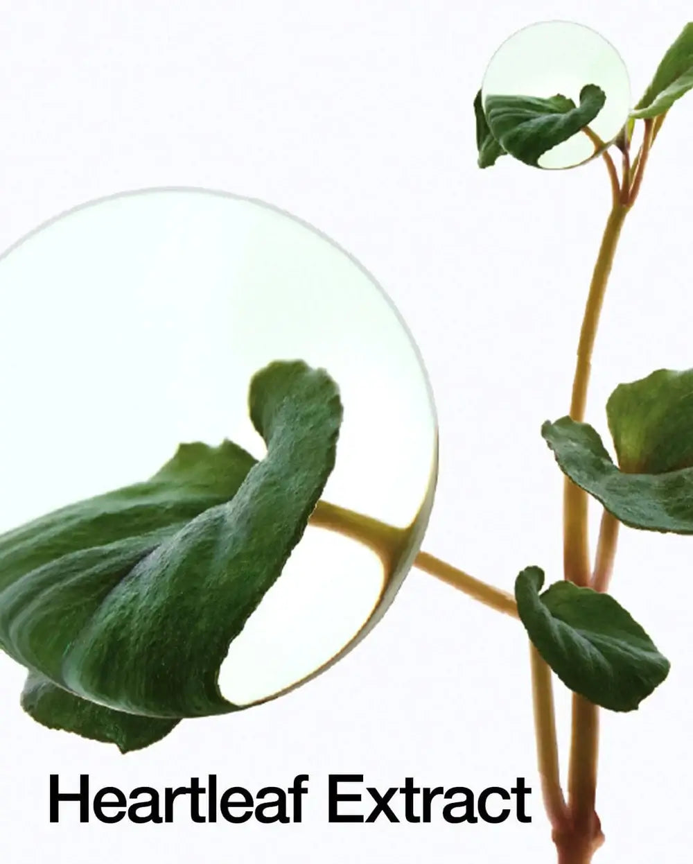 Close-up of Heartleaf extract highlighting its lush green leaves for skincare benefits.