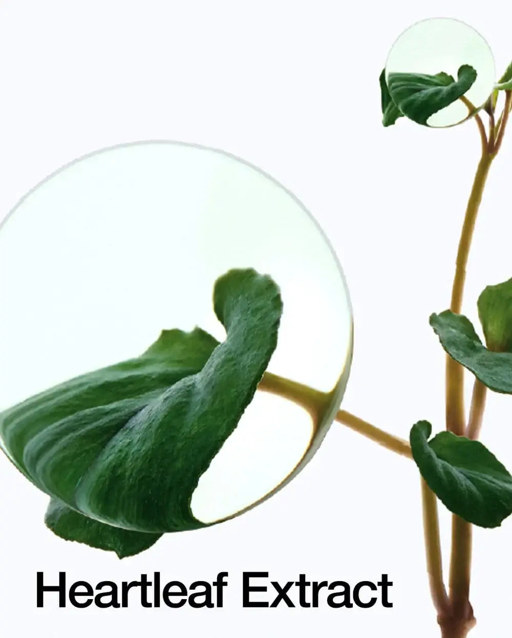 Close-up of heartleaf extract showcasing its rich green texture and soothing properties.